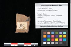 Foto (Objekt + Etikett) von Glyptostrobus europaeus Brongniart (NHMW-GEO-2024-0188-0150)